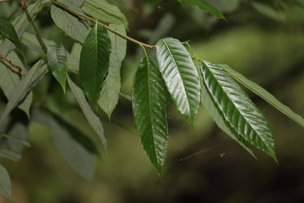 Quercus oxyodon (Quercus oxyodon)