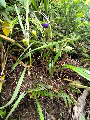 cerulean flax-lily