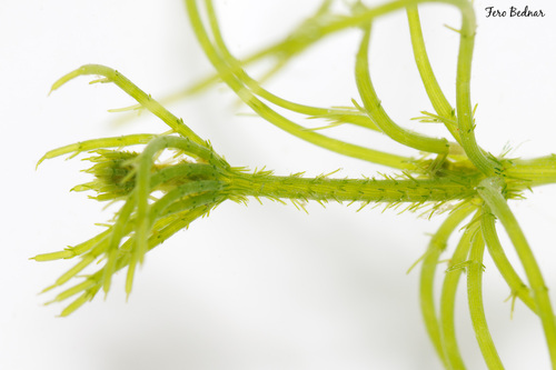 intermediate stonewort (Chara papillosa)