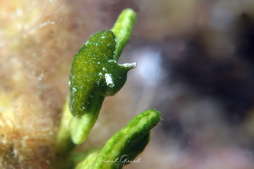 Bosellia mimetica Trinchese, 1891