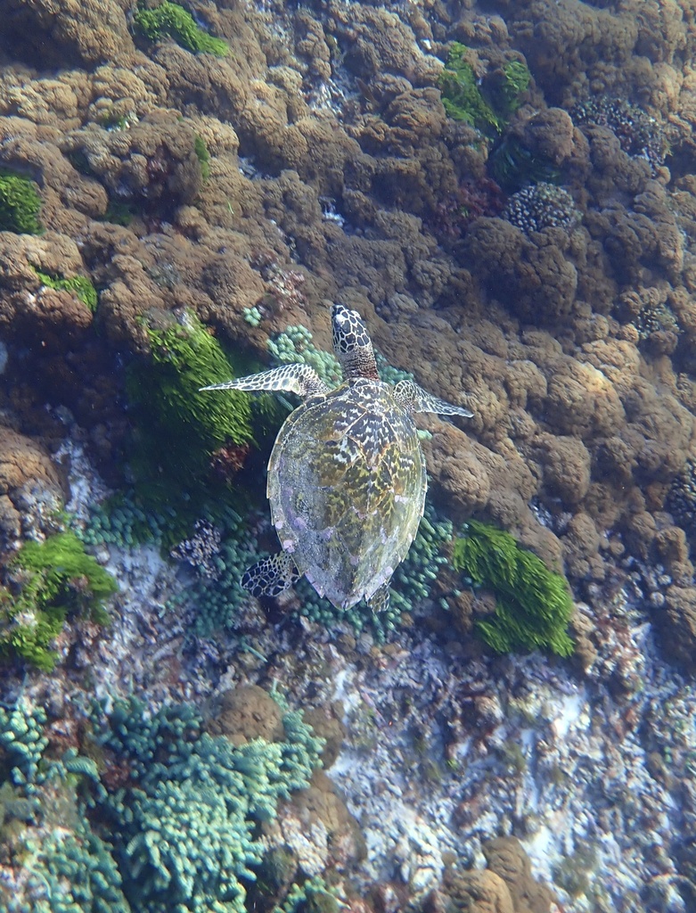 Hawksbill Sea Turtle