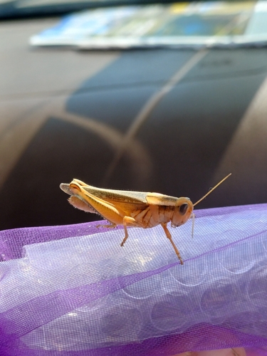 Packard's Grasshopper