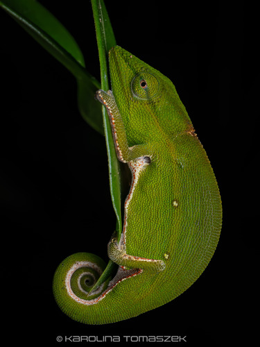 Perinet Chameleon