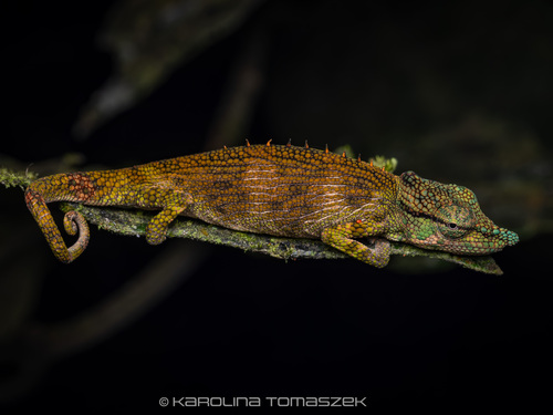 Ranomafana Nosed Chameleon