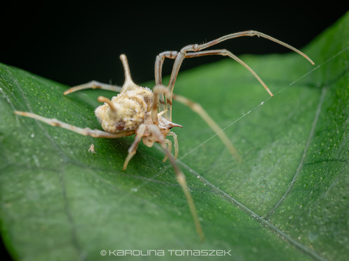 Exechocentrus lancearius