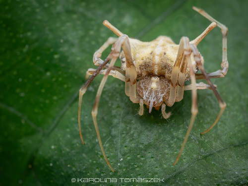 Exechocentrus lancearius