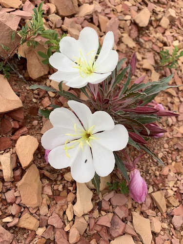 fragrant evening primrose
