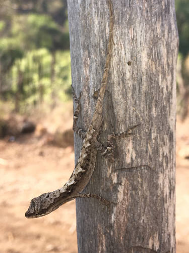 Clouded Anole