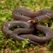 Cantor's Dwarf Reed Snake - Photo (c) Hamad Azam, all rights reserved, uploaded by Hamad Azam