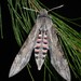 Convolvulus Hawkmoth - Photo (c) nomennudum, all rights reserved, uploaded by nomennudum