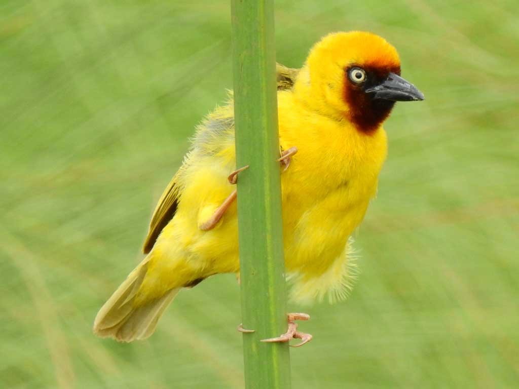 Northern Brown-throated Weaver photo