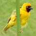 Northern Brown-throated Weaver - Photo (c) WildNothos, all rights reserved, uploaded by WildNothos