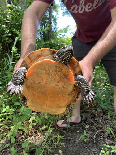 Northern Red-bellied Cooter