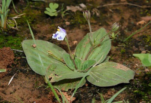 Craterostigma pumilum