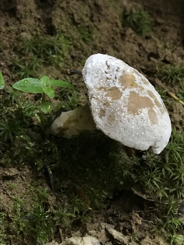 bolete mould