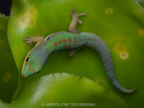 Lesser Madagascar Day Gecko