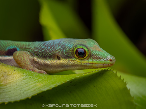 Lesser Madagascar Day Gecko