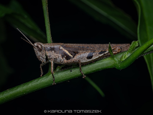Catantopsis sacalava