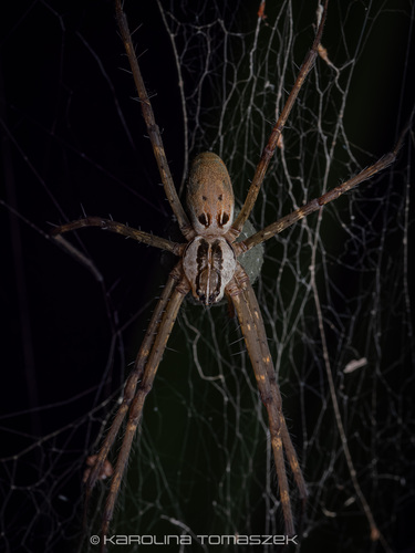 Caripetella madagascariensis