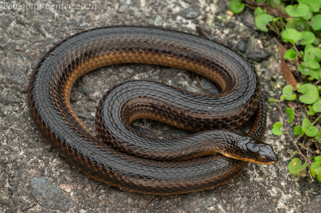 Striped Swampsnake (Liodytes alleni)