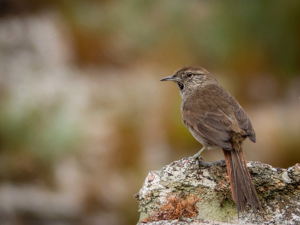 Cipo Canastero photo