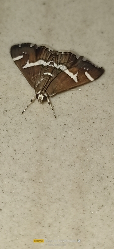 Hawaiian Beet Webworm Moth