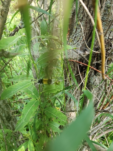 Spotted Tussock Moth