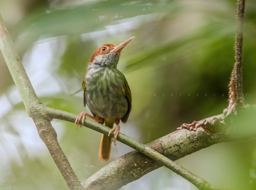 Green-backed Tailorbird