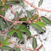 Euphorbia cumulicola - Photo (c) Jay L. Keller, όλα τα δικαιώματα διατηρούνται, uploaded by Jay L. Keller