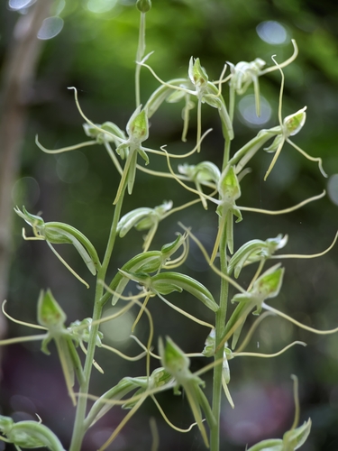 Habenaria khasiana