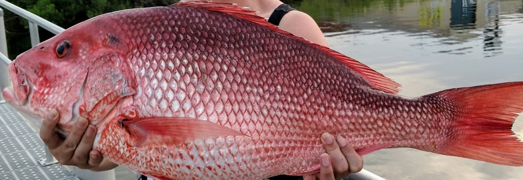 Northern Red Snapper (Lutjanus campechanus) · iNaturalist