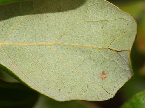 Chapman's Oak