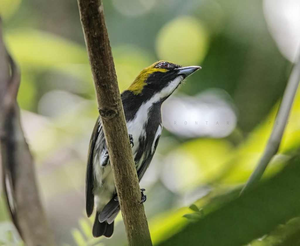 Olive-backed Flowerpecker photo