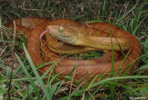 Brown Tree Snake sighting