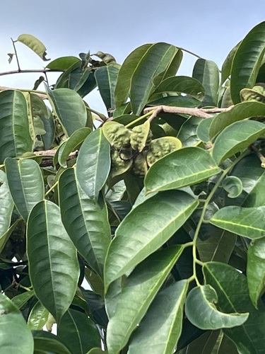 Pterocarpus santalinoides