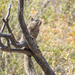 Baja California Rock Squirrel - Photo (c) Gerardo Marrón, all rights reserved