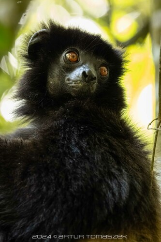 Milne-Edwards' Sifaka