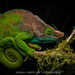 O'Shaughnessy's Chameleon - Photo (c) Artur Tomaszek, all rights reserved, uploaded by Artur Tomaszek