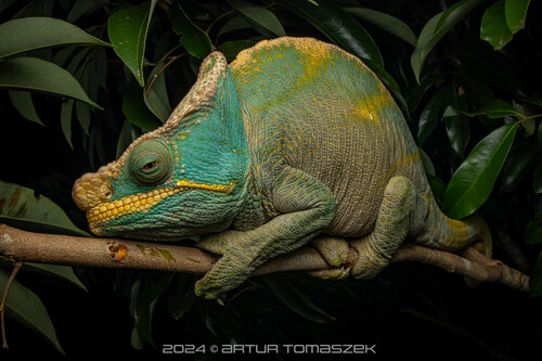 Parson's Chameleon