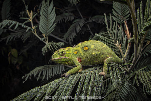 Furcifer minor - Photo (c) Artur Tomaszek, todos los derechos reservados, subido por Artur Tomaszek