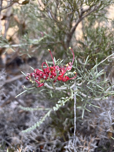 Grevillea secunda