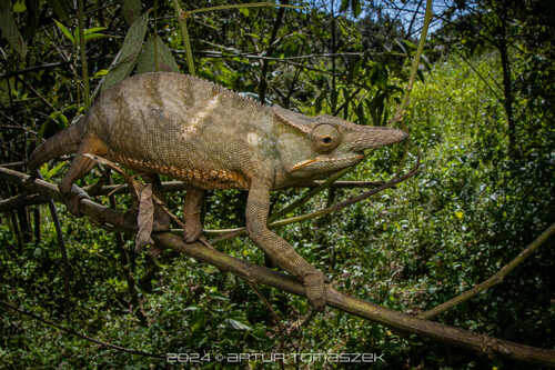 Fork-nosed Chameleon