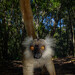 Black Lemur - Photo (c) Artur Tomaszek, all rights reserved, uploaded by Artur Tomaszek