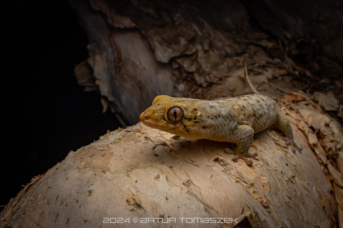 Spotted Fish-scale Gecko