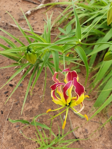 flame lily