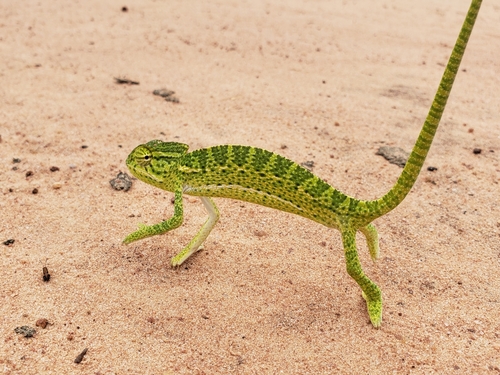 African Chameleon