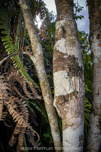 Mossy Leaf-tailed Gecko