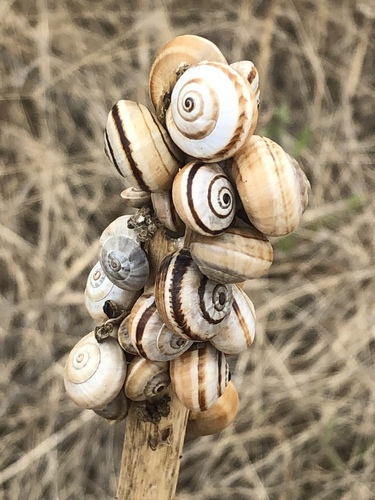 White Italian Snail
