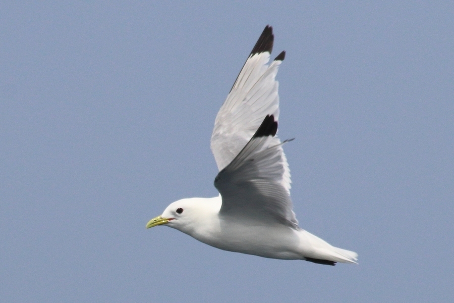 세가락갈매기 from Saint-Pierre, PM on 2024년 08월 18일 (일)... by Rémi Bigonneau · iNaturalist 세가락갈매기 (Rissa tridactyla)