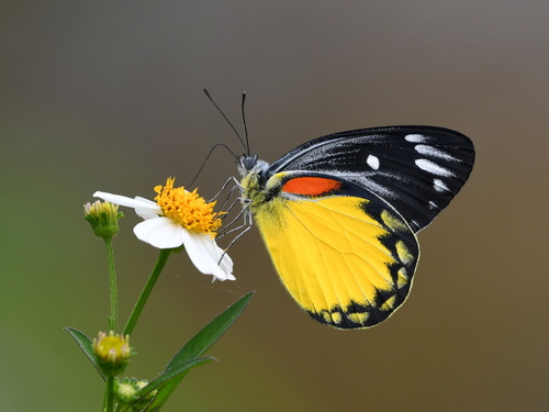 Delias descombesi (Boisduval, 1836)